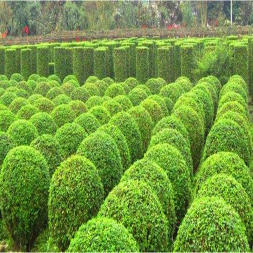 小葉女貞造型藝術(shù) 從盆景到城市綠化的生態(tài)美學(xué)實(shí)踐
